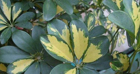 鹅掌藤浇水频率是多少？如何正确浇水？