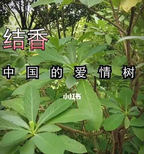 代表爱情的树有哪些？它们各自象征着什么？