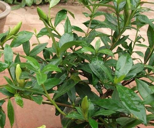 枙子花冬天剪枝的正确方法是什么？剪枝后需要注意什么？