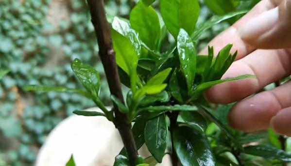 枙子花冬天剪枝的正确方法是什么？剪枝后需要注意什么？