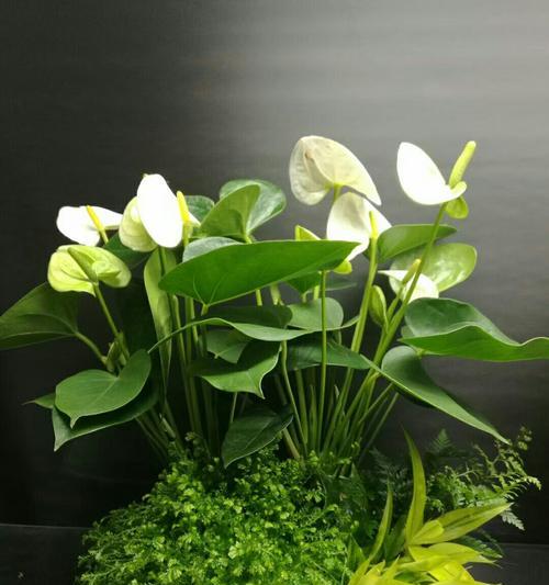代表不舍的植物有哪些？它们的含义是什么？