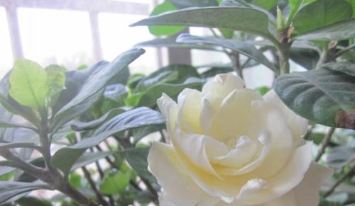 枙子花什么时候开花？花期持续多久？