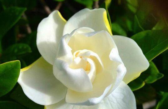 枙子花什么时候开花？花期持续多久？
