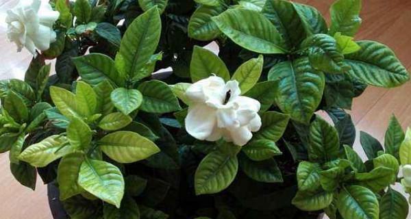 枙子花什么时候开花？花期持续多久？