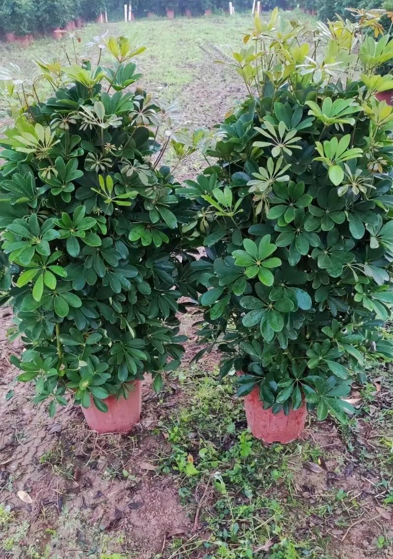 代表财富的植物有哪些？它们各自象征着什么意义？