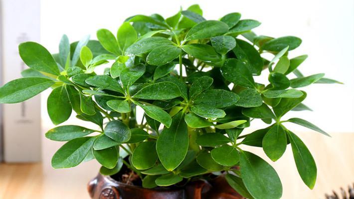 代表财富的植物有哪些？它们各自象征着什么意义？