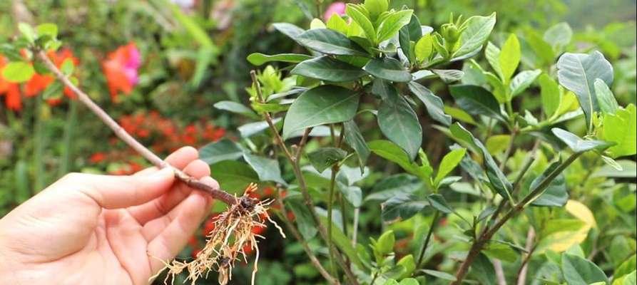 枙子花几月份扦插最好？如何提高成活率？