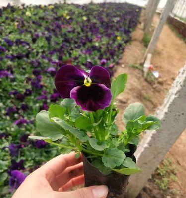 代表诚信的植物有哪些？它们的象征意义是什么？