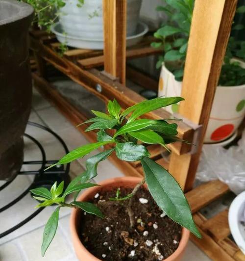 枙子花扦插繁殖方法是什么？有哪些注意事项需要了解？