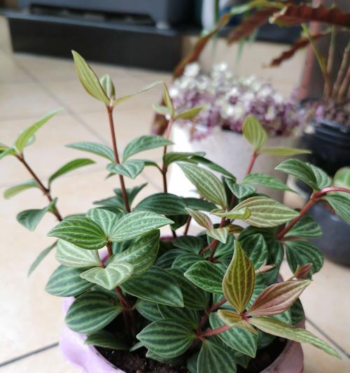 春天来了，哪些植物代表了春天的到来？