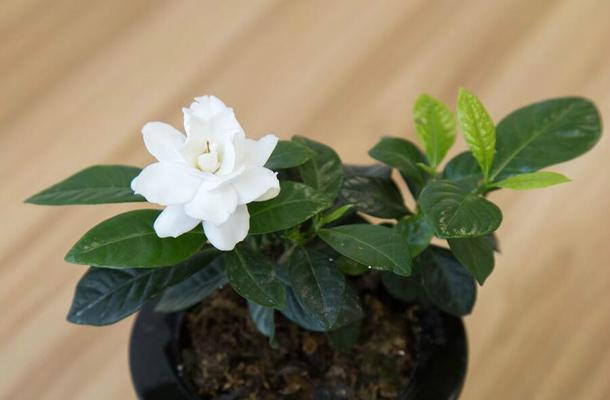 枙子花一年开几次花？如何正确养护以促进开花？