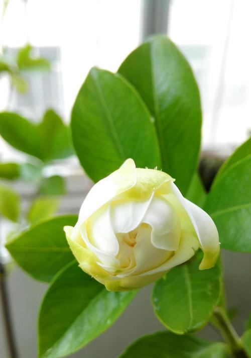枙子花一年开几次花？如何正确养护以促进开花？
