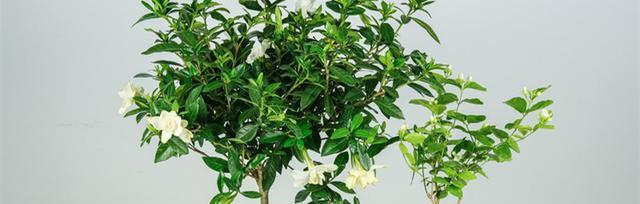 枙子花怎么养长的好？有哪些养护技巧和注意事项？
