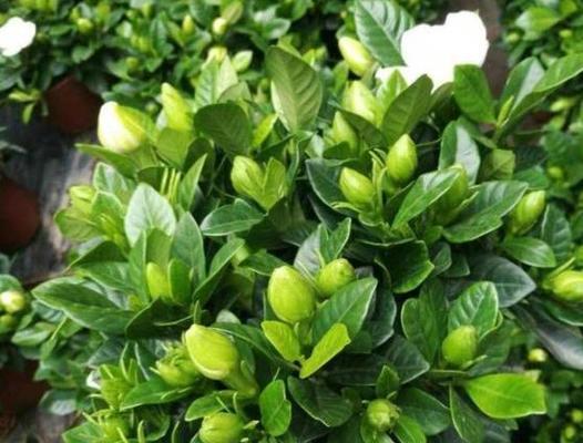 枙子花怎么养长的好？有哪些养护技巧和注意事项？