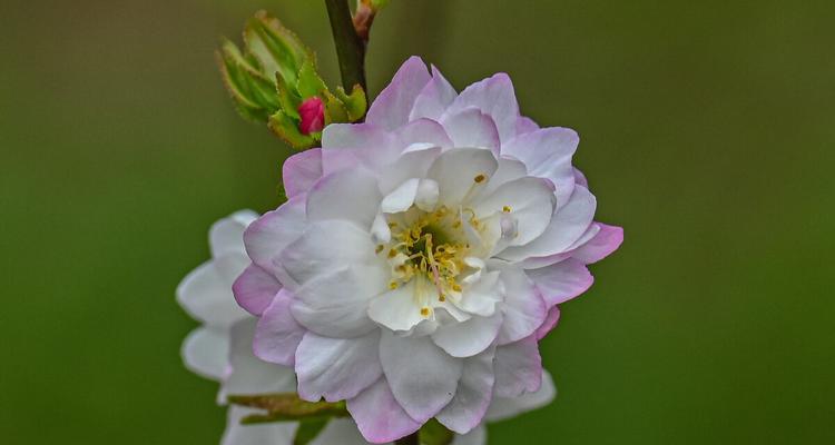代表纯洁的爱的花是什么？如何挑选最合适的花朵表达爱意？