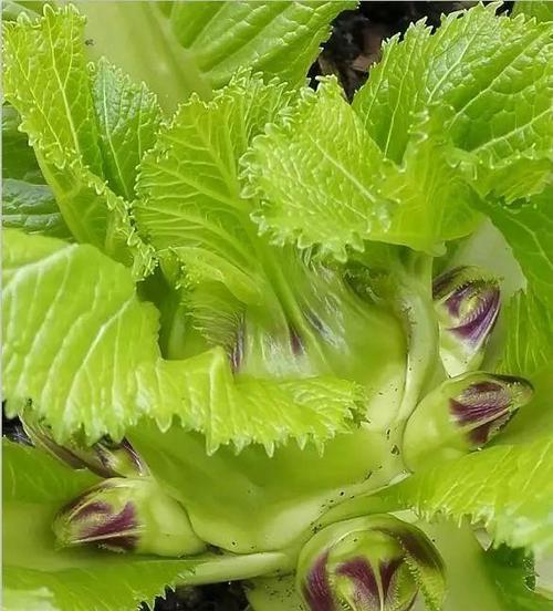 儿菜的生长期是多久？从播种到收获需要多少天？