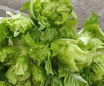 儿菜的最佳种植时间是什么时候？种植儿菜有哪些注意事项？