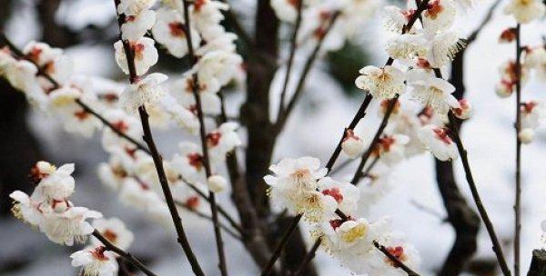 冬天有哪些植物代表这个季节？它们的特点是什么？