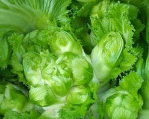 儿菜一年四季都能种吗？一年能种几茬儿菜？