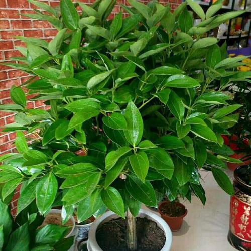 代表富贵的植物有哪些？它们各自有何吉祥含义？