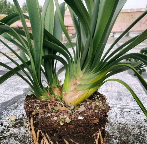 代表高雅的植物有哪些？如何挑选和养护？