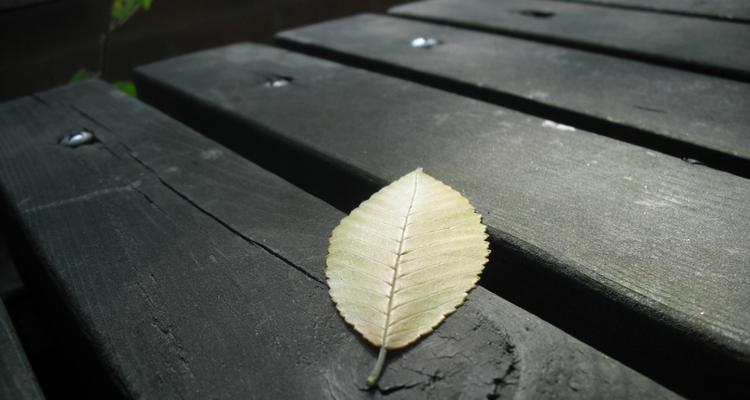 代表孤独的植物有哪些？它们各自有什么特点？