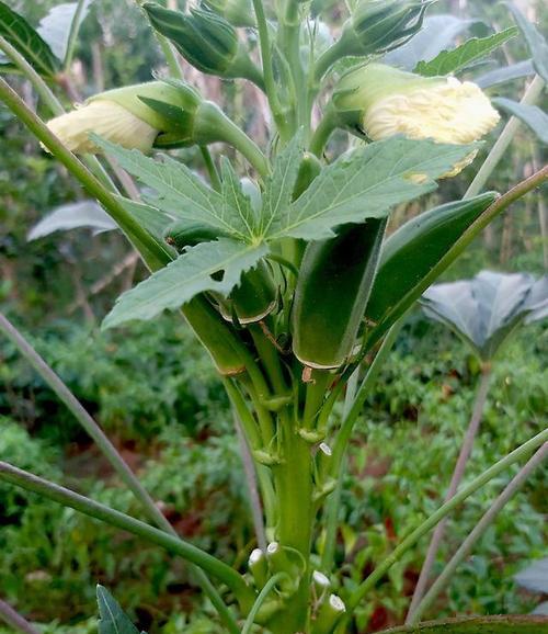 二月份适合种什么蔬菜？有哪些蔬菜种植技巧？
