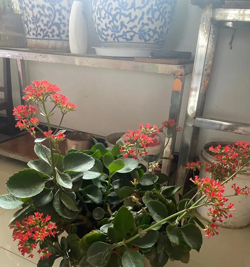 代表好运的植物有哪些？如何选择和养护？