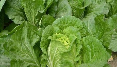 二月份适合种什么蔬菜？有哪些蔬菜种植技巧？