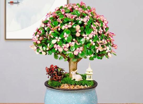 代表好运的植物有哪些？如何选择和养护？