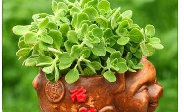 代表好运的植物有哪些？如何选择和养护？