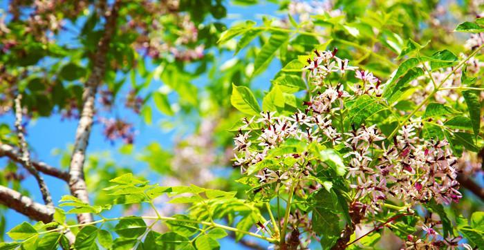二月开花的树有哪些？它们的花语和特点是什么？