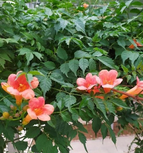 代表积极向上的花有哪些？如何挑选和养护？
