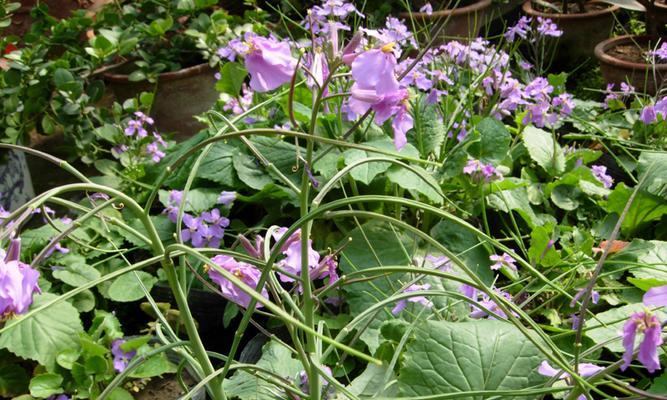 二月兰花期能持续多久？兰花养护有哪些要点？