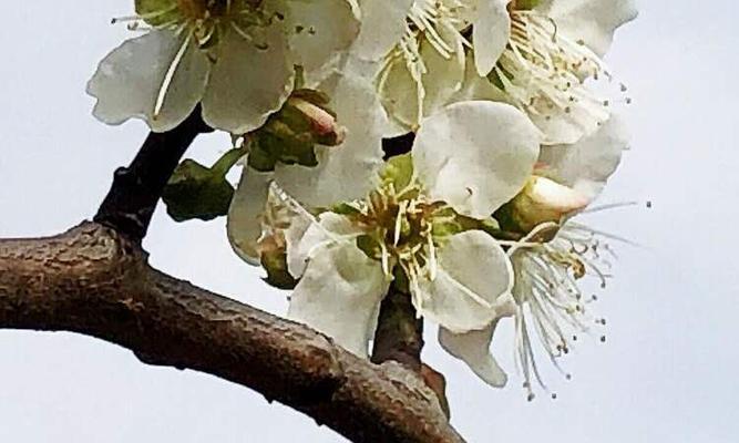 代表坚强傲骨的花是什么？如何养护这些花朵？