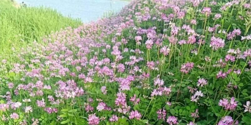 代表坚韧不拔的花是什么？如何用它表达坚持和毅力？