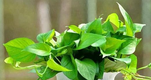 哪些植物代表坚韧？如何在家中种植这些植物？