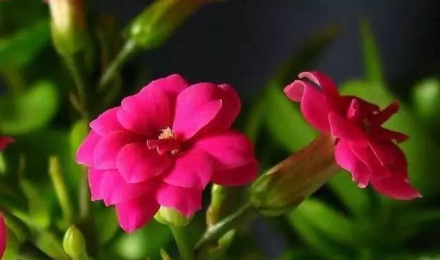哪些花象征健康长寿？如何养护以保持其寓意？