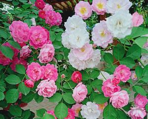 代表姐妹情深的花是什么？如何用花表达姐妹情谊？