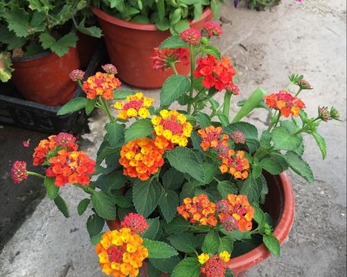 代表姐妹情深的花是什么？如何用花表达姐妹情谊？