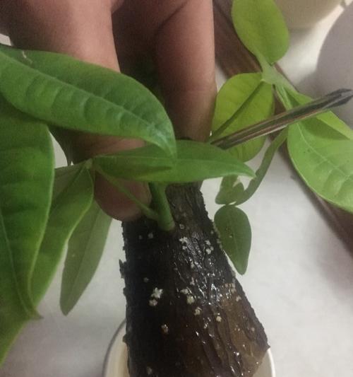 发财树根部腐烂如何处理？还有救活的可能吗？