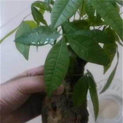 发财树根部腐烂如何处理？还有救活的可能吗？