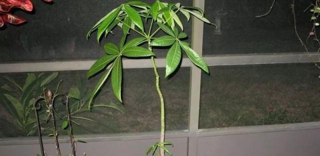 发财树的生长过程是怎样的？如何正确养护？