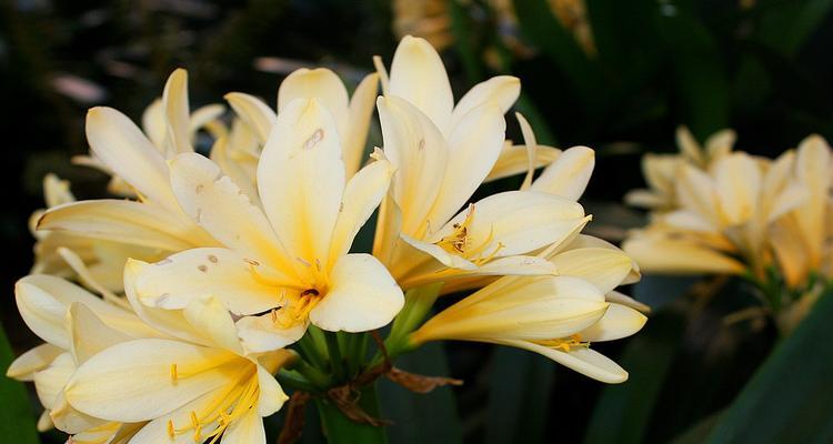 代表君子的植物有哪些？它们各自象征着什么含义？