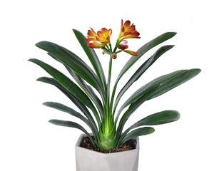 代表君子的植物有哪些？它们各自象征着什么含义？