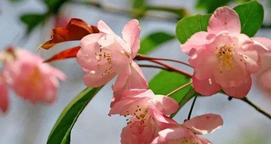 代表苦恋的花有哪些？什么花代表相思之苦？