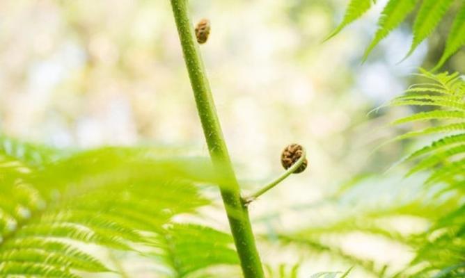 代表离别的植物有哪些？它们各自象征着什么含义？
