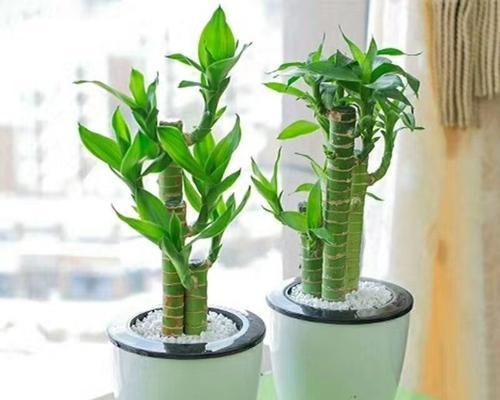 代表礼仪的植物有哪些？它们各自象征着什么含义？