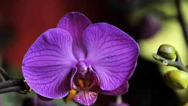 什么花代表冷静理智？花语中理性的花卉有哪些？
