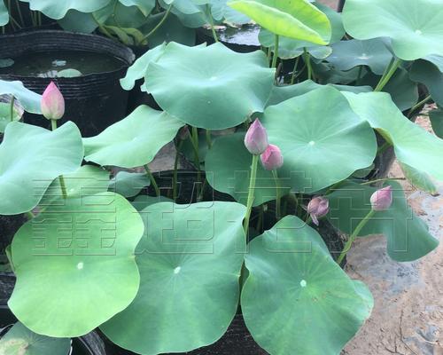 代表廉洁的植物有哪些？它们各自象征着什么含义？
